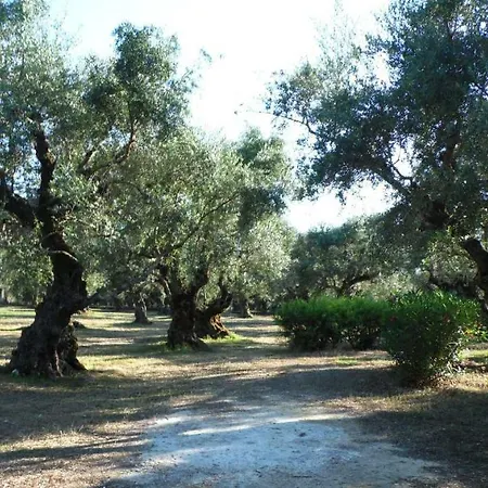 Theni Olive Grove * Kato Yerakarion