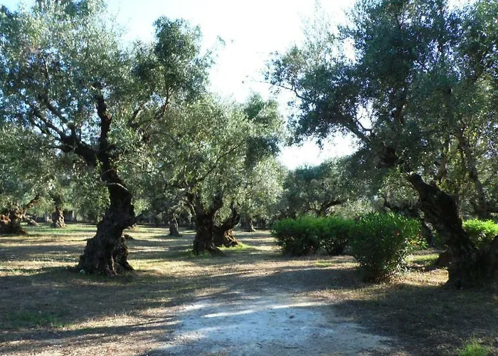 Theni Olive Grove * Kato Yerakarion